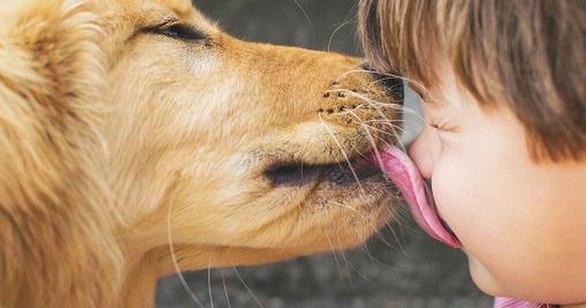 Why You Shouldn't Let Your Dog Lick Your Face