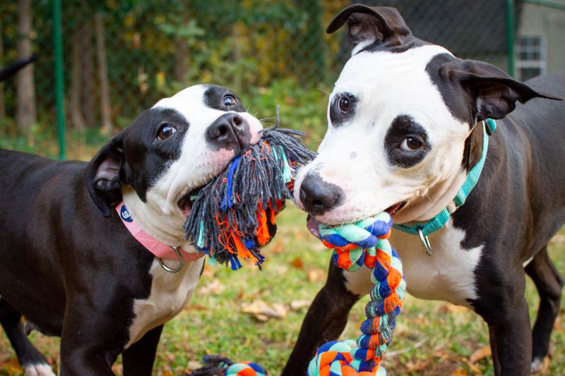 Morgan (left) and Wimba are a bonded pair who would love to find their forever home together.