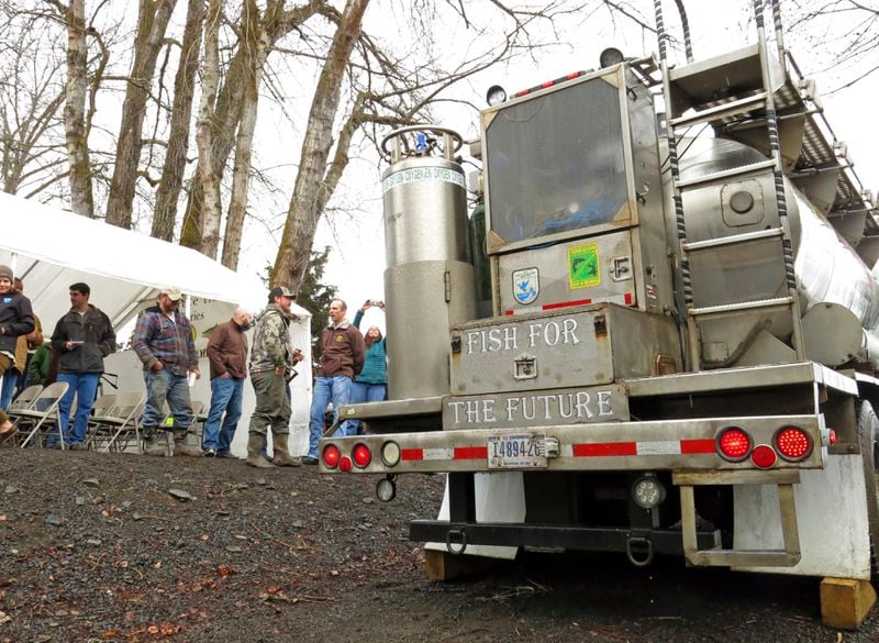 FILE - A water tanker truck holding hundreds of baby coho salmon arrives at the Lostine River in Wallowa County, Ore., March 9, 2017, after a 300-mile journey from a hatchery, and prepares to release the fish into the water. The U.S. government on Tuesday, June 18, 2024, acknowledged for the first time the harms that the construction and operation of dams on the Columbia and Snake rivers in the Pacific Northwest have caused Native American tribes, issuing a report that details how the unprecedented structures devastated salmon runs, inundated villages and burial grounds, and continue to severely curtail the tribes' ability to exercise their treaty fishing rights. (AP Photo/Gillian Flaccus, File)