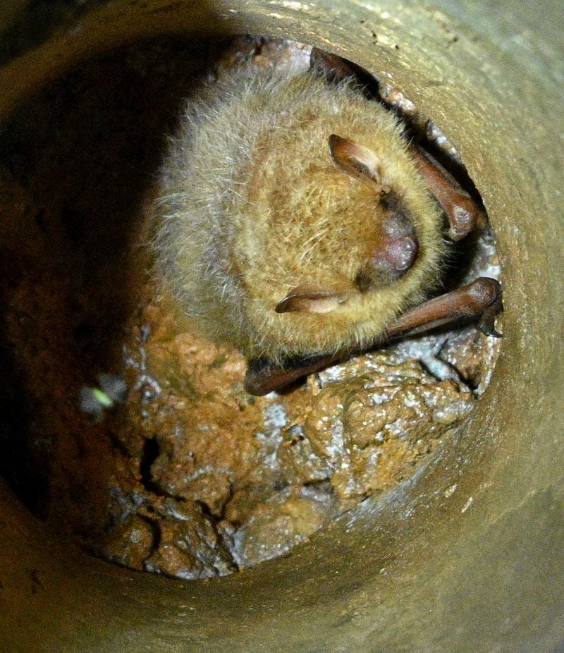 A tricolored bat is seen in a hole inside a culvert near Cartersville on Thursday, May 3, 2023. (Hyosub Shin / Hyosub.Shin@ajc.com)
