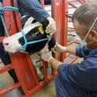 FILE - In this photo provided by the U.S. Department of Agriculture, an animal caretaker collects a blood sample from a dairy calf vaccinated against bird flu in a containment building at the National Animal Disease Center research facility in Ames, Iowa, on Wednesday, July 31, 2024. (USDA Agricultural Research Service via AP, File)