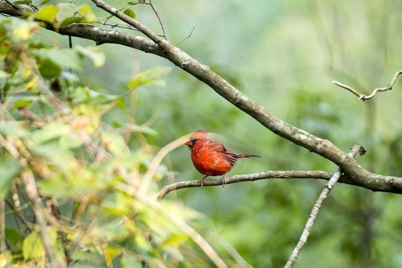 A cardinal perches on a tree limb at Azalea Park in Roswell. (Alyssa Pointer/alyssa.pointer@ajc.com)