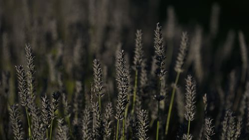 Lavender plants grow, Wednesday, Aug. 21, 2024, at a farm in East Garafraxa, Ontario. (AP Photo/Joshua A. Bickel)