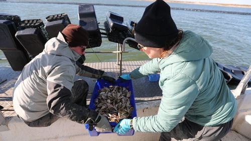 Perry Solomon hands his wife Laura a full bin while harvesting Salt Bomb oysters from their floating oyster farm in the Bull River on Wednesday, January 10, 2024.