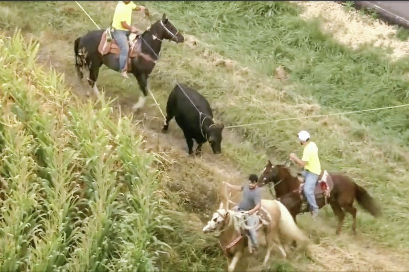 This image made from video provided by ABC 7 Chicago shows a bull that was finally lassoed after it escaped from a farm in McHenry County, Ill., on Sept. 5, 2024. (WLS-TV/ABC 7 Chicago via AP)