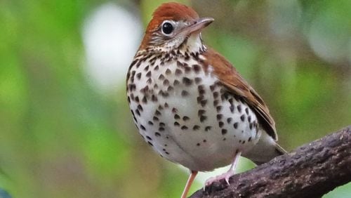 The wood thrush is one of many songbirds that nest in Georgia during spring and summer and fly south for the winter. Like other migratory birds, it has developed instincts to help it survive hurricanes.