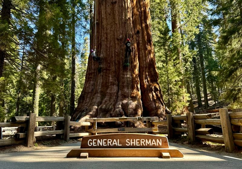 Researchers climb General Sherman, the world's largest tree, in Sequoia National Park, Calif. on Tuesday, May 21, 2024. They inspected tree for evidence of bark beetles, an emerging threat to giant sequoias. (AP Photo/Terry Chea)