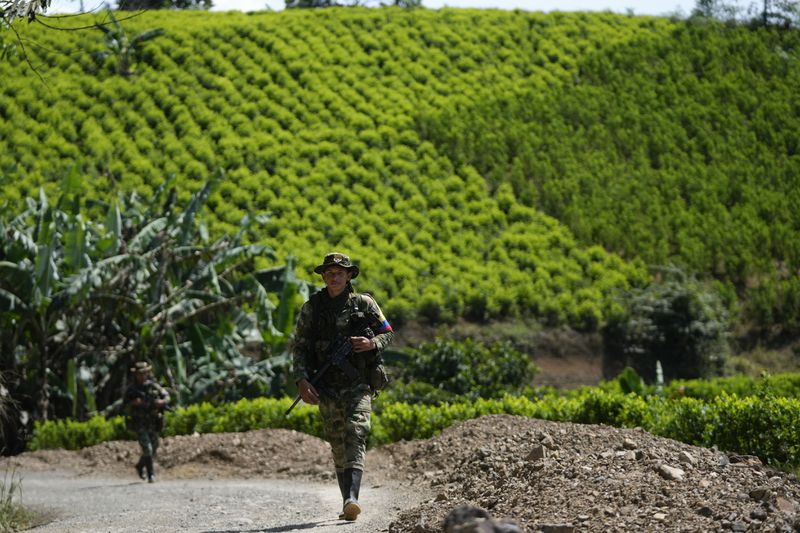 Members of a rebel group that broke away from the former Revolutionary Armed Forces of Colombia, or FARC, patrol a road alongside coca fields in the Micay Canyon region, southwestern Colombia, Wednesday, Aug. 14, 2024. The former FARC faction, known by its initials in Spanish FARC-EMC, has set up roadblocks to control parts of the region, and guards coca leaf farms on its mountainsides. (AP Photo/Fernando Vergara)