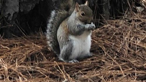 Velma Brown Rice took this photo of a squirrel at Callaway Gardens.