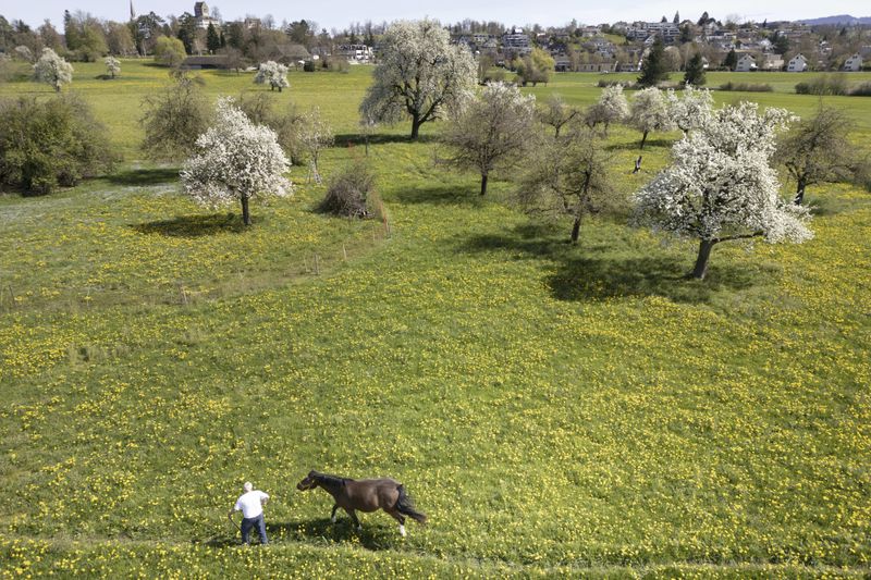 A farmer walks with a horse across a flower meadow next to blossoming standard fruit trees on Friday, April 5, 2024 in Uster, Switzerland. (Gaetan Bally/Keystone via AP)