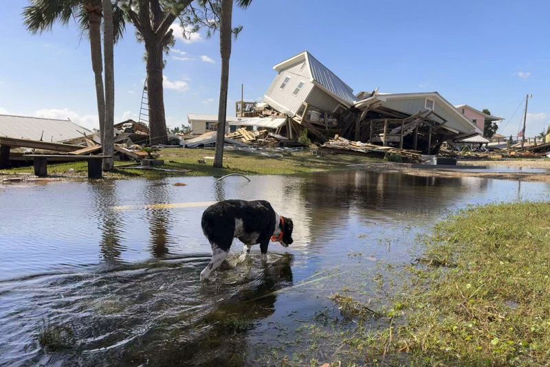 A dog wades through floodwaters near collapsed homes in Dekle Beach on the coast of rural Taylor County, Fla., Friday, Sept. 27, 2024. (AP Photo/Kate Payne)