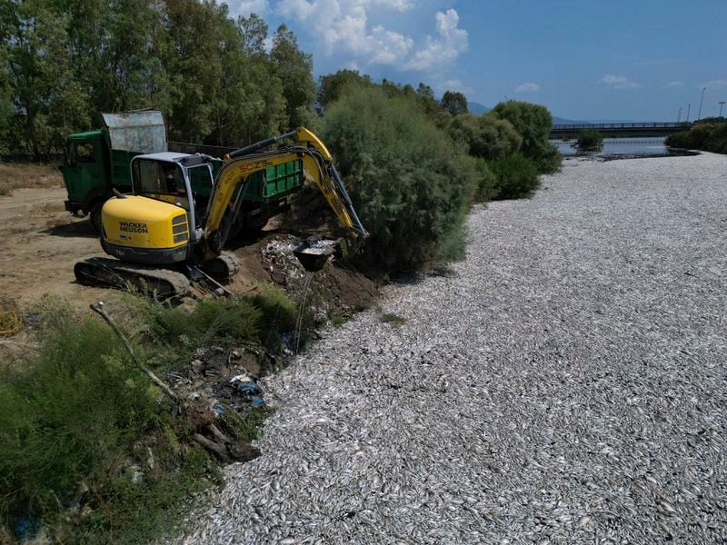 A bulldozer collects dead fish from a river near the port city of Volos, central Greece, Thursday, Aug. 29, 2024, following a mass die-off linked to extreme climate fluctuations. (AP Photo/Vaggelis Kousioras)