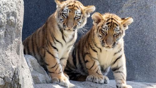 Two Amur tiger cubs, Tochka and Timur, have their first public outing at Cologne Zoo in Cologne, Thursday July 18, 2024. (Thomas Banneyer/dpa via AP)