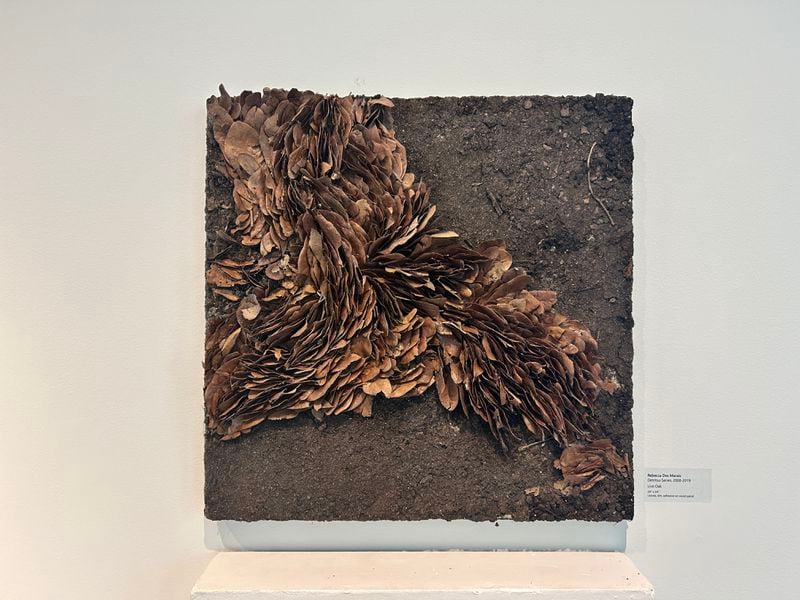 At Gallery 100: Rebecca Des Marais, “Live Oak” from “Detritus Series,” 2000-2019.