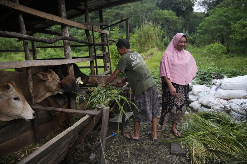 Forest ranger Rosita, right, and her husband Muhammad Saleh, a former poacher, tend to their cows at the back of their house in Damaran Baru, Aceh province, Indonesia, Monday, May 6, 2024. It took years, but eventually Saleh felt the message of his wife. He stopped poaching and cutting down trees and began joining his wife on patrols of the forest. (AP Photo/Dita Alangkara)