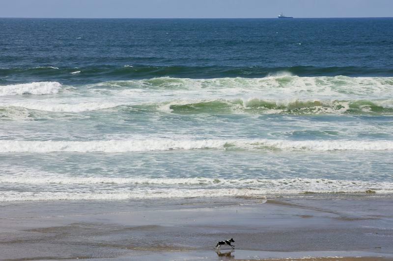 A dog runs on Driftwood State Beach where the vessel Nautilus is seen and subsea cables connected to the wave energy test site arrive on land and connect to land cables in Newport, Ore., Friday, Aug. 23, 2024. (AP Photo/Craig Mitchelldyer)