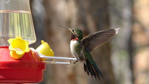 A male ruby-throated hummingbird visits a feeder. As a rule of thumb, male ruby-throats start returning to feeders around July 4 to fatten up and gain energy for their fall migration to winter homes in Mexico and Central America. (Courtesy of Michelle Lynn Reynolds/Creative Commons)