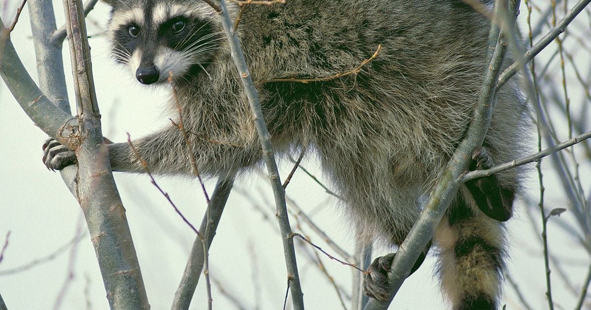 Raccoon permite baixar apps da Play Store diretamente em seu