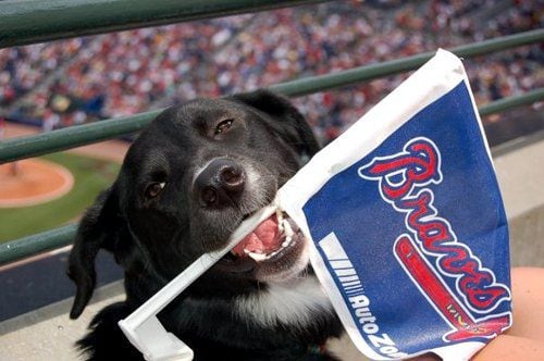 Bark at the Park