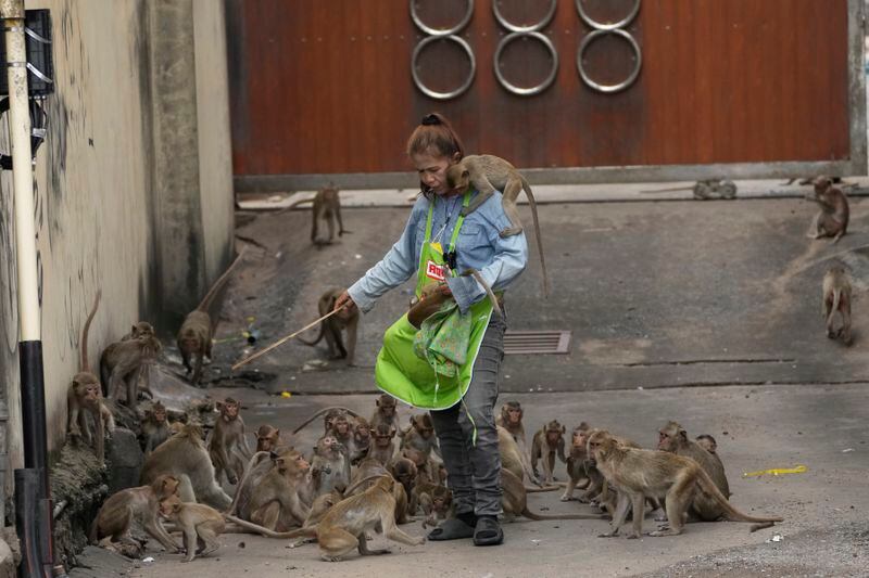 A worker chases monkeys away from a customer in front of an auto-part shop in Lopburi Province, north of Bangkok, Thailand, Friday, May 24, 2024. A Thai town, run ragged by its ever-growing population of marauding wild monkeys, began the fight-back, Friday, using trickery and ripe tropical fruit. (AP Photo/Sakchai Lalit)
