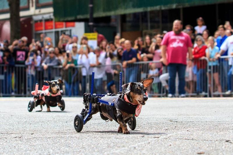 FILE: Hundreds gathered on Cherry Street Saturday for the Wiener Dog Race during the 40th annual Cherry Blossom Festival. (Photo Courtesy of Clay Teague/clay@cteague.com)