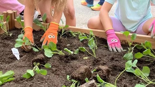 Students at Virginia-Highland Elementary dig into their new Project Learning Garden beds and plant foods including celery and collard greens. (Photo Courtesy of Dyana Bagby)