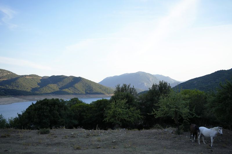 Horses graze next to the artificial Mornos Lake, some 200 kilometers (125 miles) northwest from Athens, central Greece, on Thursday, Sept. 5, 2024. (AP Photo/Thanassis Stavrakis)