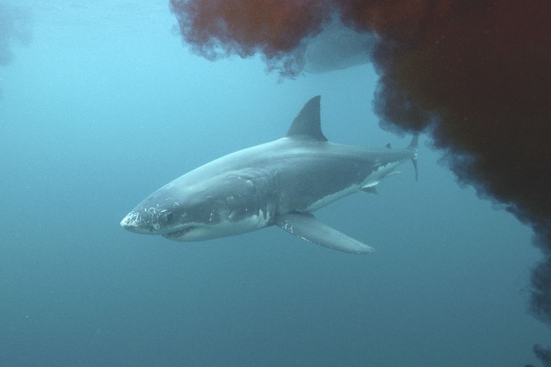 This image released by Discovery shows a scene from “Belly of the Beast: Bigger and Bloodier,” part of 21 hours of programing celebrating "Shark Week." (Discovery Channel via AP)