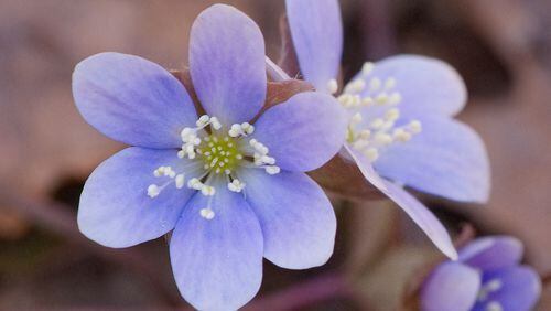 Hepatica is one of Georgia’s earliest blooming wildflowers, putting forth its blue flowers in January. CONTRIBUTED BY DON HUNTER