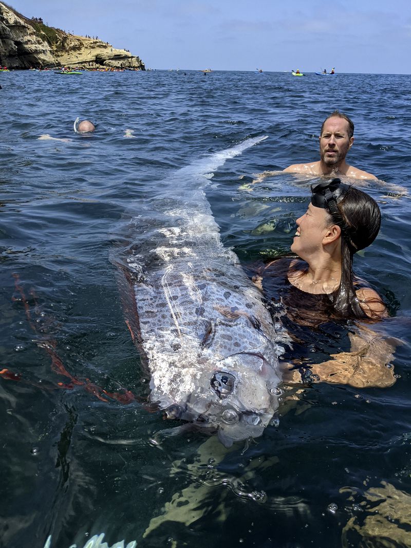 This image provided by The Scripps Institution of Oceanography shows a team of researchers and science-minded snorkelers working together to recover a dead oarfish from La Jolla Cove, Calif., Saturday, Aug. 10, 2024. (Michael Wang/The Scripps Institution of Oceanography via AP)