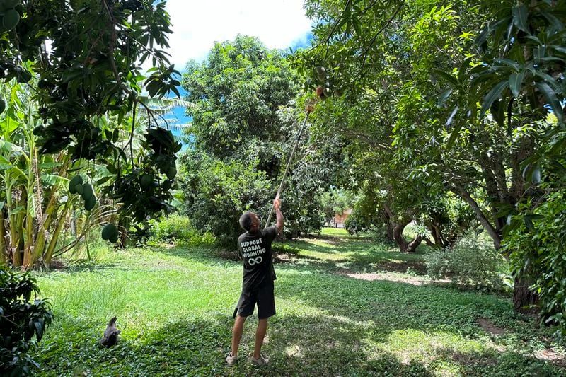 Eddy Garcia uses a mango picker to pluck a mango from a tree on his farm in Lahaina, Hawaii on Thursday, July 18, 2024. (AP Photo/Jennifer Sinco Kelleher)