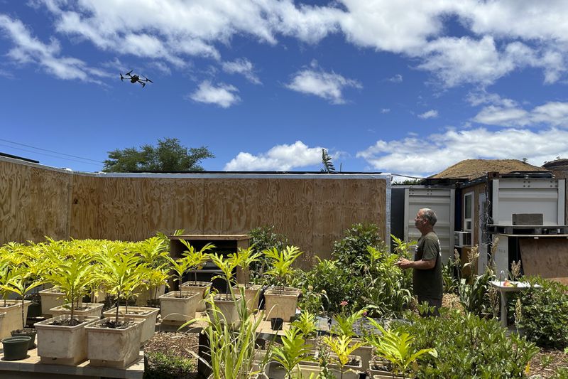 Eddy Garcia lands a drone on his farm in Lahaina, Hawaii on Thursday, July 18, 2024, after using it to check on a nearby dump site where debris is being stored from last year's fire. (AP Photo/Jennifer Sinco Kelleher)