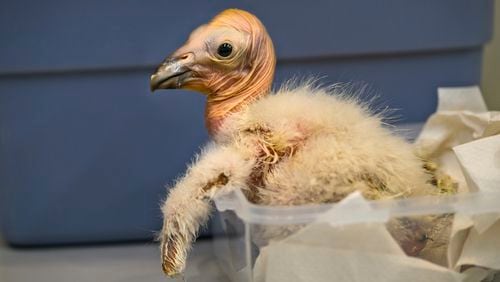 In this photo provided by the Los Angeles Zoo, a California Condor chick is weighed at the Los Angeles Zoo on Friday, April 19, 2024. A record 17 California condor chicks hatched during this year's breeding season for the endangered birds at the Los Angeles Zoo. Officials said Wednesday, July 24, that all the chicks will be candidates for release into the wild as part of the California Condor Recovery Program. (Jamie Pham/Los Angeles Zoo via AP)