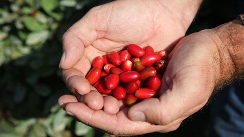 Erik Tietig holds a handful of Miracle Fruit at the farm he and his brother, Kris started in 2012. Emily Michot/Miami Herald/TNS