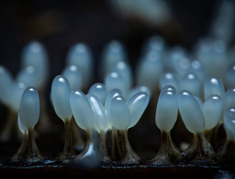 There are various kinds of slime mold found in Atlanta's Piedmont Park. The stalks on some may be no taller than two stacked pennies. Kevin Gaston of Atlanta has been taking close-up photographs of small wildlife in the park nearly every day for the last eight and a half years. (Courtesy of Kevin Gaston)