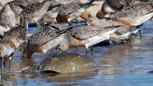 Shorebirds known as red knots gorge on high-energy horseshoe crab eggs enroute to Arctic nesting grounds. An egg-laying horseshoe crab is in the foreground. 
(Courtesy of U.S. Fish and Wildlife Service)