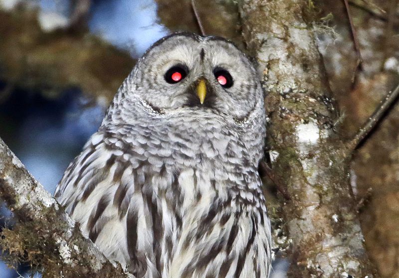 FILE - A barred owl is shown in the woods outside Philomath, Ore., Dec. 13, 2017. To save the imperiled spotted owl from potential extinction, U.S. wildlife officials are embracing a contentious plan to deploy trained shooters into dense West Coast forests to kill almost a half-million barred owls that are crowding out their smaller cousins. (AP Photo/Don Ryan, File)