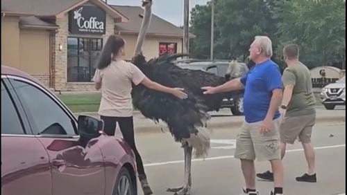 People attempt to lure an ostrich aways from traffic on Louise Ave in Sioux Falls, S.D., Tuesday, Aug. 27, 2024. (Beverly Froslie Johnson via AP)