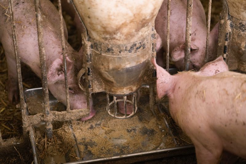 Pigs eat inside a shed of the Piggly farm in Pegognaga, near Mantova, northern Italy, Wednesday, Sept. 25, 2024. (AP Photo/Luca Bruno)