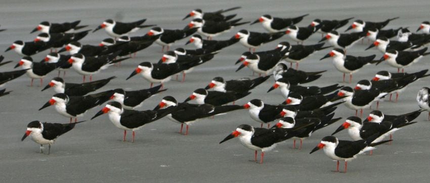 Coastal birds of Georgia