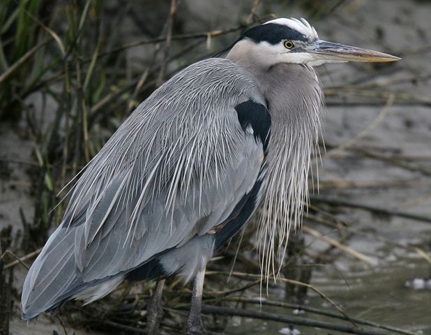 Coastal birds of Georgia