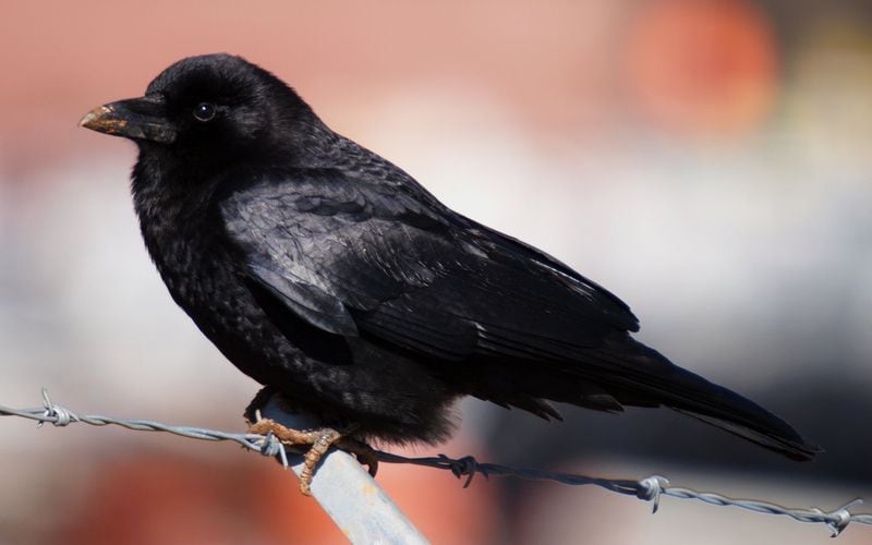 The American crow is one of Georgia’s most common and best-known native birds. Although crows have a reputation for mischief, they can be beneficial to humans by eating a variety of injurious pests. (Wikipedia Commons)