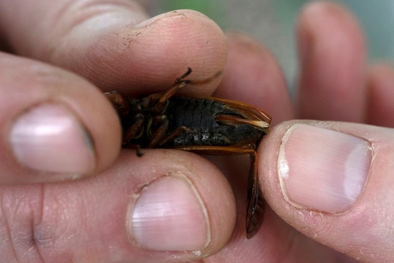 Plant Health Care Lead Stephanie Adams of the Morton Arboretum shows the female cicada's egg-laying ovipositor, which can damage young trees, Friday, May 24, 2024, in Lisle, Ill. (AP Photo/Erin Hooley)