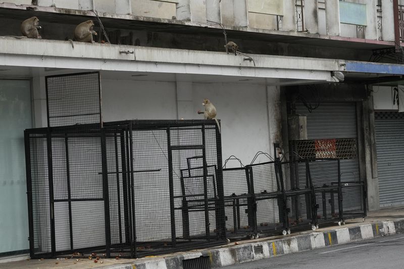 Monkeys sit around cages which were set up in an attempt to trap them in Lopburi Province, north of Bangkok, Thailand, Friday, May 24, 2024. A Thai town, run ragged by its ever-growing population of marauding wild monkeys, began the fight-back, Friday, using trickery and ripe tropical fruit. (AP Photo/Sakchai Lalit)