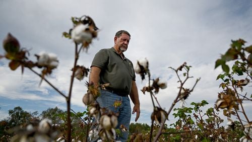 Lamar Vickers shows his heavily damaged cotton field caused by Hurricane Helene at Vickers Farms, Tuesday, October 1, 2024, in Nashville, Ga. Vickers farms in partnership with his brother, Lamar, his brother Carlos and son Bradley. They grow blueberries, watermelons, tobacco, peanuts, cotton and corn. (Hyosub Shin / AJC)