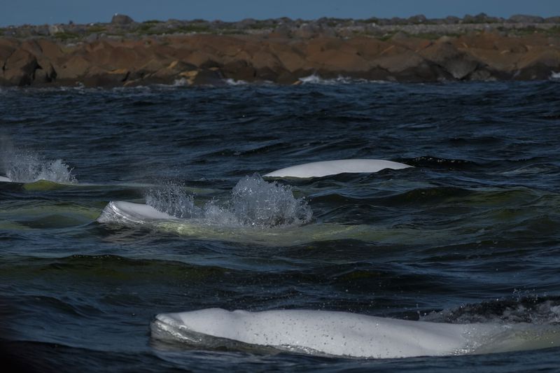 A pod of beluga whales surface at they swim through the Churchill River, Monday, Aug. 5, 2024, near Churchill, Manitoba. (AP Photo/Joshua A. Bickel)