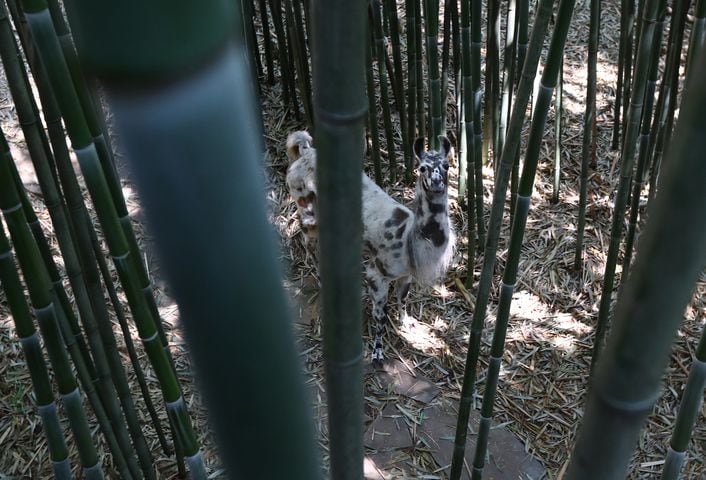 Atlanta Airbnb with llamas inside a bamboo forest