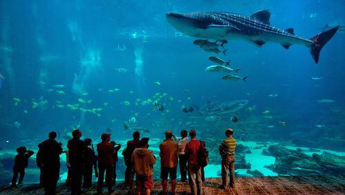 Crowd of people watching the Whale Sharks at the viewing theater of the Ocean Voyager exhibit at the Georgia Aquarium. (Gene Phillips)