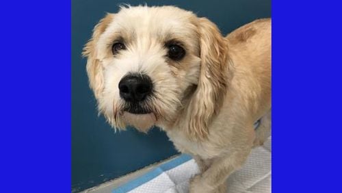 “Clancy,” a 5-year-old Lhasa Apso/miniature poodle mix, is one of the animals available for adoption at the Forsyth County Animal Shelter. The shelter plans a “November to Remember” pet adoption event Saturday, Nov. 3 at All Pets Emergency & Referral Center, 6460 Highway 9 North. FORSYTH COUNTY ANIMAL SHELTER