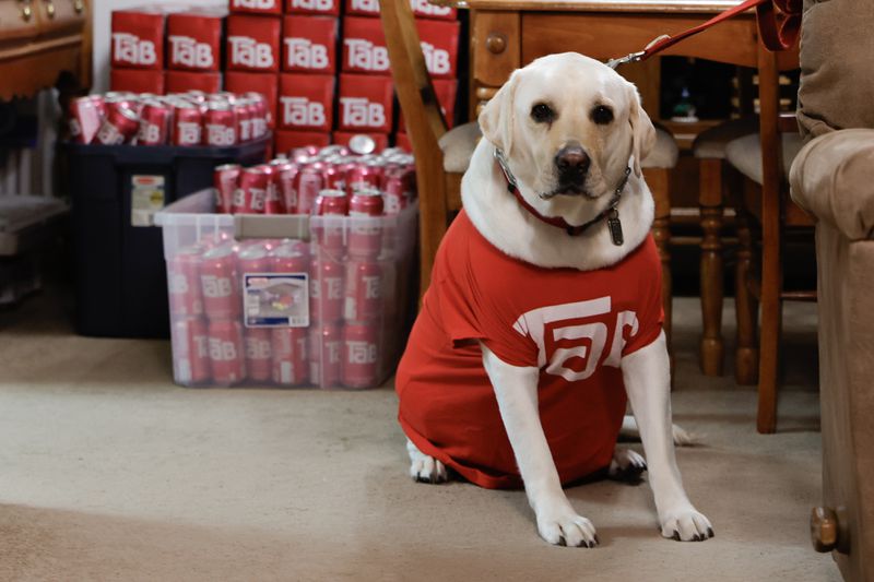 Andrea Ybarbo’s dog wears a Tab T-shirt on Tuesday, Nov. 21, 2023. Since Coca Cola announced they were discontinuing the diet drink in 2020, Ybarbo went on a search to amass as many cans as possible before they dissipated from the shelves.  (Natrice Miller/ Natrice.miller@ajc.com)
